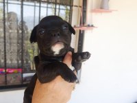 Siyah erkek french bulldog yavrumuz sahibini arıyor