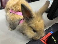 Hollanda Lop Tavşanı