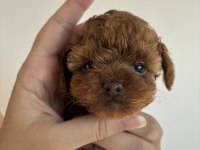 Kore toy poodle