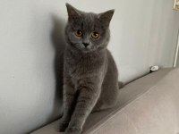 Yavru British Shorthair