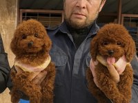 Sevginin en zarif hali toypoodle yavruları