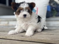 Ankarada yasal ruhsatlı çiftlikden morkie yavrumuz