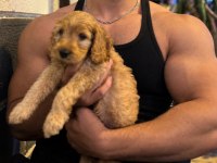3 Aylık Maltipoo Bebek