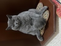 4 aylık british Shorthair erkek kedi