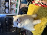 Top Kafa Kısa Kulak Safkan British Shorthair