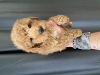 MİNİ BOY MALTIPOO OĞLUMUZ