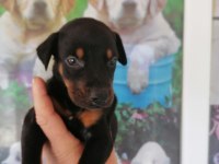 2.5 aylık herşeyi hazır doberman