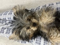 Yorkshire terrier köpeği
