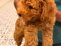 Toy Poodle Bebeğimiz Yeni Yuvasını Arıyor