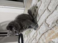 Yavru British Shorthair