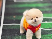 BÜYÜMEYEN CİNS POMERANİAN BOO