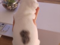 6 ayrı renk çeşitlerinde french bulldog kardeşler