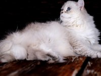 British Longhair Dişi