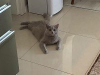8 Aylık Safkan British Shorthair Lilac Erkek