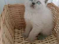 Mavi gözlü blue point british shorthair yavrular