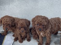 RED BROWN TOY POODLE