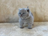 Eşsiz Güzellikte Blue British Shorthair