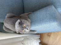 Scottish Fold Masum Kedim