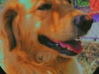 Golden Retriever 4 Yaşında