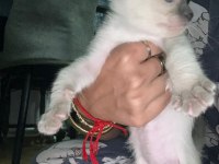 2 aylık dişi siyam kedilerimiz yuvalarını bekliyor