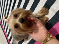 1,5 yaşında yetişkin dişi yorkshire terrier