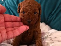 Toy Poodle Çok Özel Yavrularımız