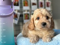 MALTIPOO DİŞİ YAVRU