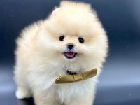 Safkan Pomeranian Boo Bebekler