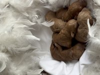 2 HAFTALIK POODLE KAHVERENGİ BEBEKLER