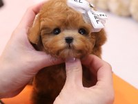 Aşıları Tam Ped Eğitimli Toy Poodle Yavrular