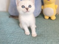 Maviş british shorthair oğlumuz