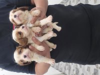 Safkan ırk garantili cavalier king charles