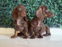 Popüler ırk mini dachshund yavrular