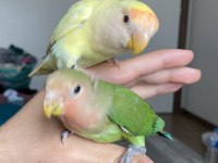 Cremio sevda yavru 4 aylık kırmızı gözler