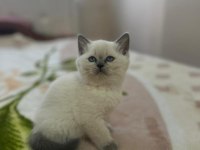 BİBLO BLUEPOİNT YAVRU KEDİMİZ