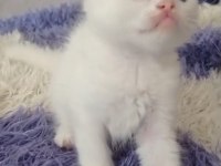Sahibinden kedi