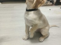 3 AYLIK ERKEK AŞILARI TAM GOLDEN RETRİEVER