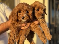 Petmode köpek çiftliğinde ziyarete açık kore maltipoo