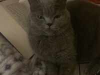 Gri British Shorthair 2 Yaşında
