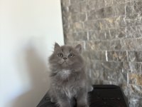BRITISH LONGHAIR SAFKAN YAVRULARIM 