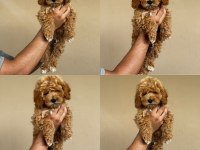 Mersin Maltipoo