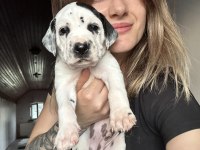Dalmaçyalı Yavru Köpeklerimiz
