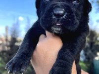 2 Aylık Canavar Cane Corso Yavrularım