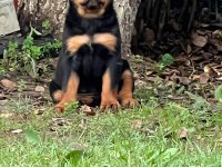 A şecere rottweiler bebekler