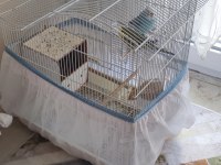 Yumurtlamaya hazır çift muhabbet kuşu
