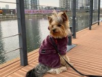 Eğitimli hazır yorkshire terrier