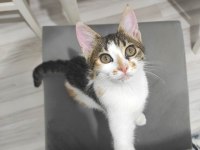 5 aylık dişi calico cinsi kedimiz İç dış paraziti yapıldı