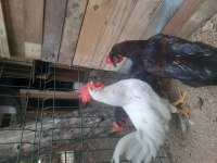 6 aylık genç horozlar (1 beyaz, 2 siyah)