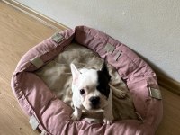 Erkek&Dişi Sağlıklı French Bulldog Bebekleri