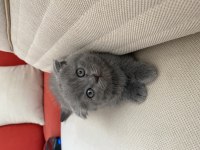 Yavru scottish fold